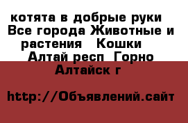 котята в добрые руки - Все города Животные и растения » Кошки   . Алтай респ.,Горно-Алтайск г.